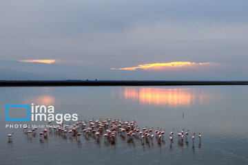 Miankaleh Wetland