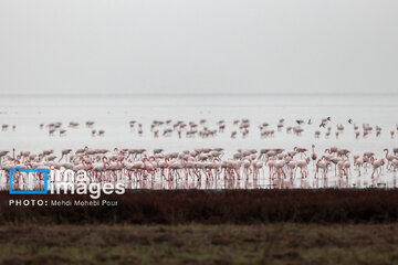 Miankaleh Wetland