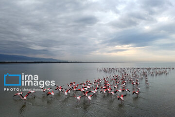 Miankaleh Wetland