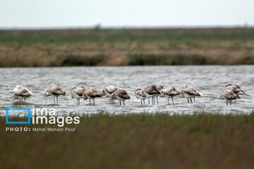 Miankaleh Wetland