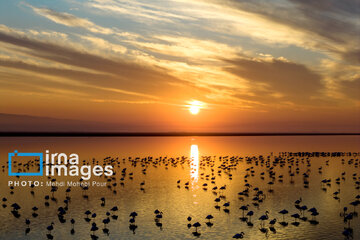 Miankaleh Wetland