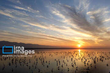 Miankaleh Wetland