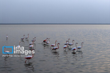 Miankaleh Wetland