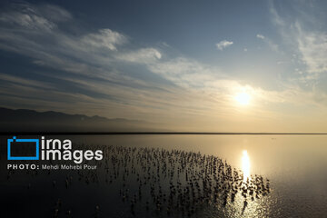 Miankaleh Wetland