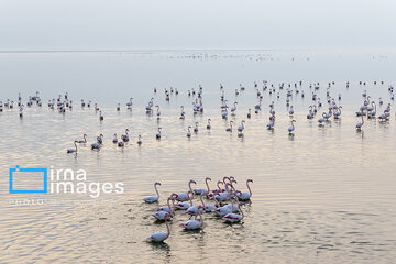 Miankaleh Wetland