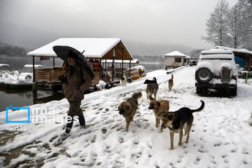 Snow whitens Iranian northern province of Mazandaran