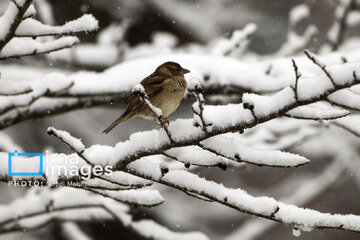 Snow whitens Iranian northern province of Mazandaran