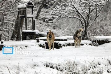 Snow whitens Iranian northern province of Mazandaran