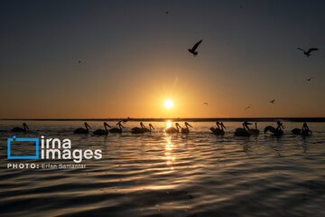 Tiyab Bay, habitat of migratory birds