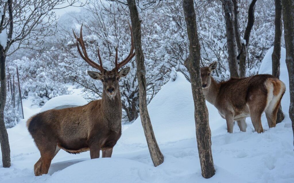 افزایش پنج درصدی جمعیت حیات وحش آذربایجان شرقی افزایش پنج درصدی جمعیت حیات وحش آذربایجان شرقی