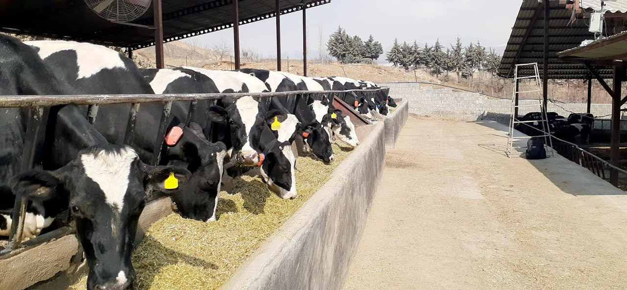 ساخت قلاده دانشبنیان برای افزایش شیردهی و تولید مثل دام