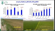 مصرف بهینه کود ازته پایه، ضامن افزایش و پایداری تولید گندم در دیمزارهاست