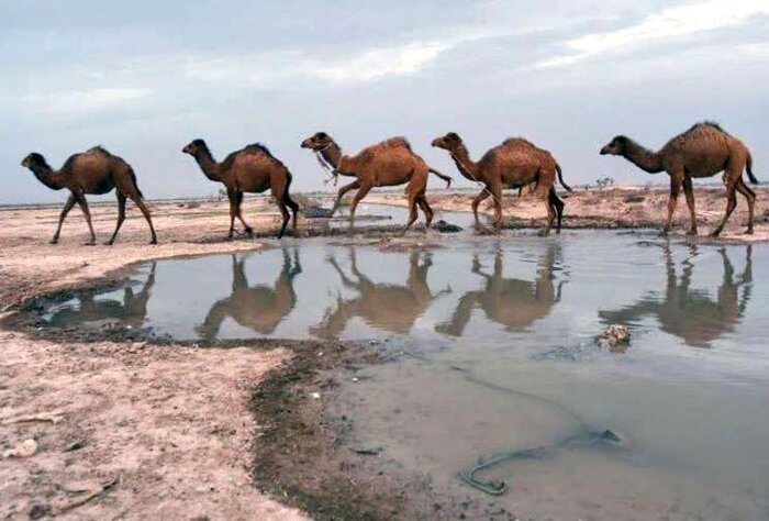 همایش ملی جازموریان در جنوب کرمان برگزار می‌شود