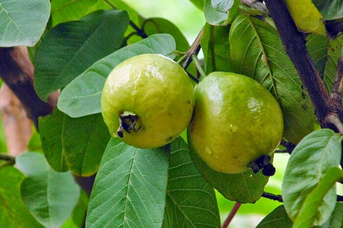 پیچیدن عطر وبوی «زیتون محلی» در باغهای میناب