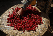 ایران کے صوبہ سیستان وبلوچستان میں ترش چائےHibiscus Tea  کی پیداوار      