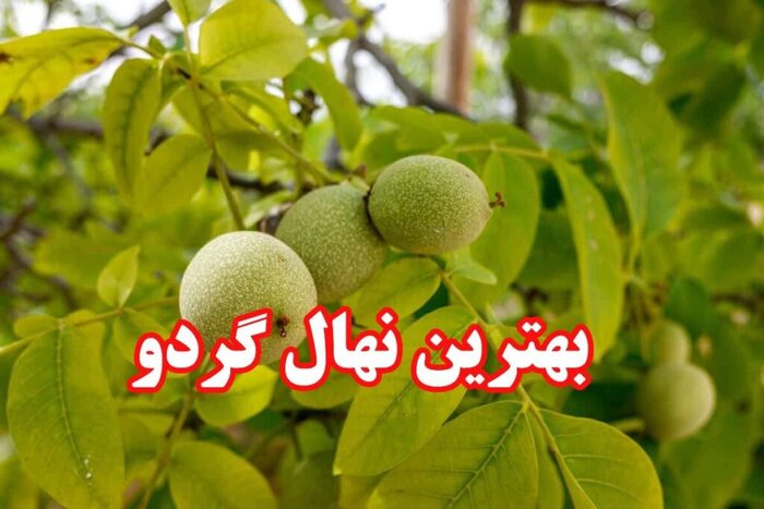 فروش ویژه نهال با ۶۷ درصد تخفیف