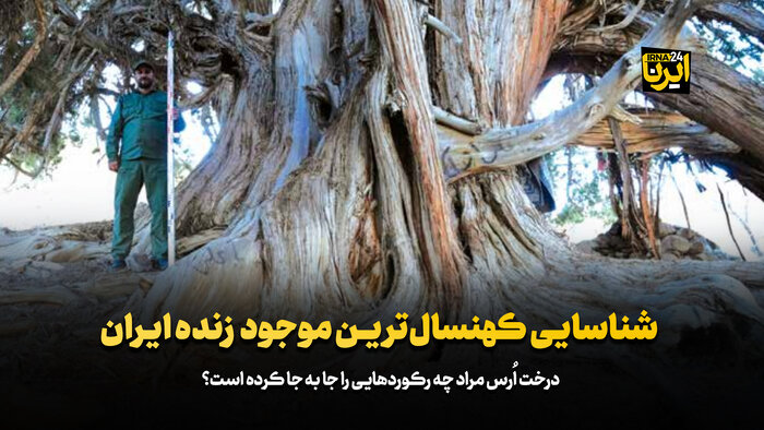 شناسایی کهنسال‌ترین موجود زنده ایران