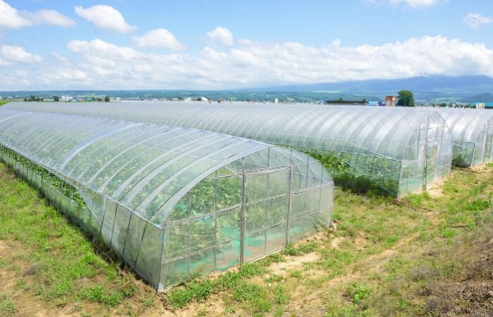 زاهدان در مسیر تحول؛ زردی کویر جای خود را به سبزی جنگل می‌دهد