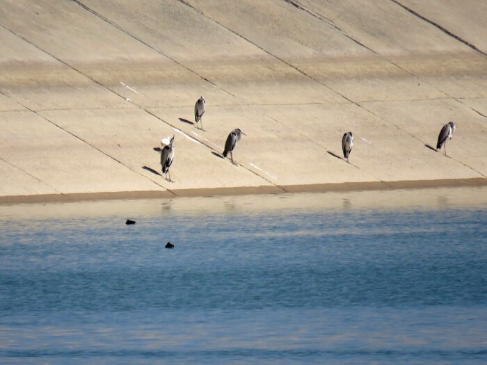 کدام پرندگان مهاجر به سد جیرفت میآیند؟