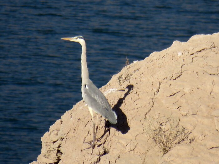 کدام پرندگان مهاجر به سد جیرفت میآیند؟