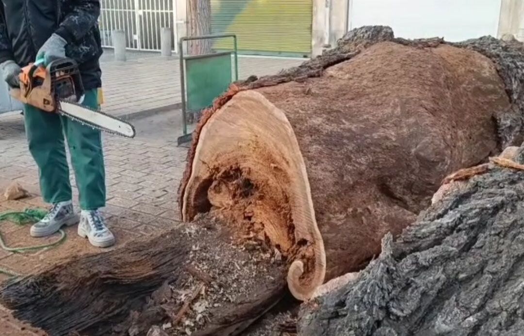 درخت کهنسال در قزوین بدون اطلاع قبلی قطع شد درخت کهنسال در قزوین بدون اطلاع قبلی قطع شد