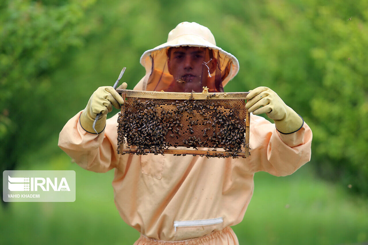 Irán ocupa el tercer lugar en producción de miel en el mundo Irán ocupa el tercer lugar en producción de miel en el mundo