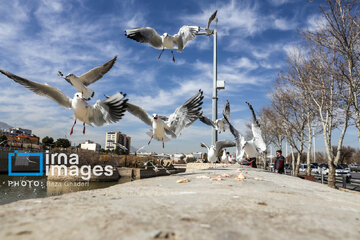 Migratory Gulls in Iran's Shiraz