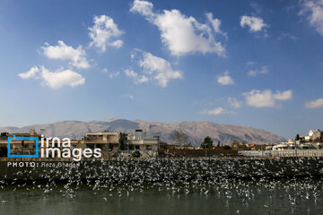 Migratory Gulls in Iran's Shiraz