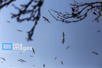 Migratory Gulls in Iran's Shiraz