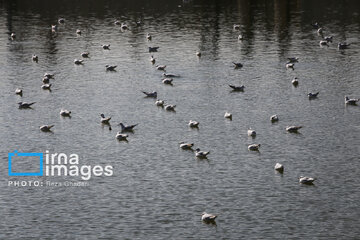 Migratory Gulls in Iran's Shiraz