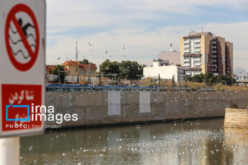 Migratory Gulls in Iran's Shiraz