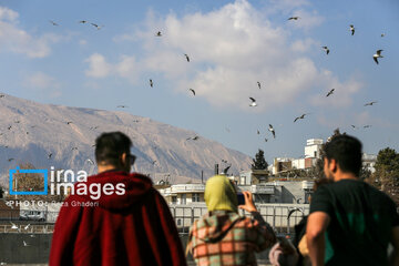 Migratory Gulls in Iran's Shiraz