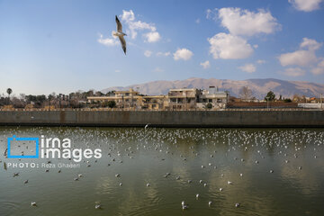 Migratory Gulls in Iran's Shiraz