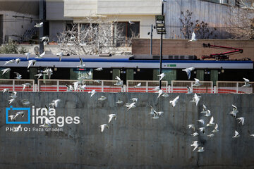 Migratory Gulls in Iran's Shiraz