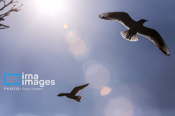 Migratory Gulls in Iran's Shiraz