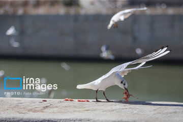 Migratory Gulls in Iran's Shiraz