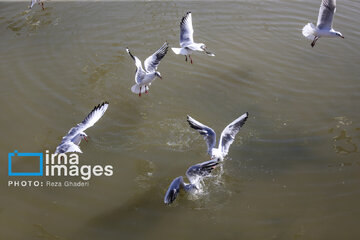 Migratory Gulls in Iran's Shiraz