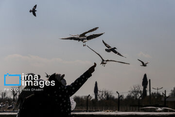 Migratory Gulls in Iran's Shiraz