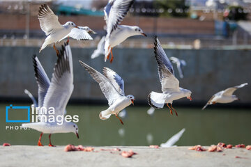 Migratory Gulls in Iran's Shiraz