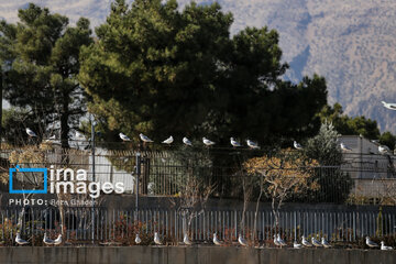 Migratory Gulls in Iran's Shiraz