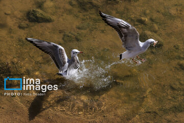 Migratory Gulls in Iran's Shiraz