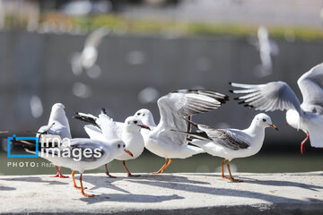 Migratory Gulls in Iran's Shiraz