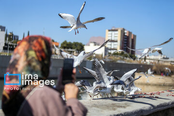 Migratory Gulls in Iran's Shiraz