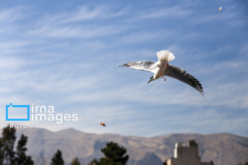 Migratory Gulls in Iran's Shiraz