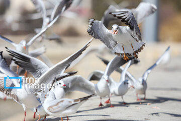 Migratory Gulls in Iran's Shiraz