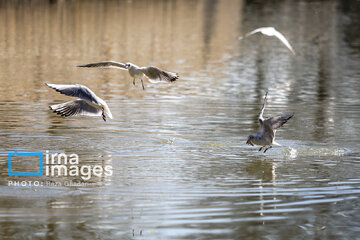 Migratory Gulls in Iran's Shiraz