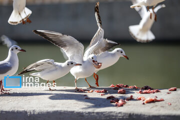 Migratory Gulls in Iran's Shiraz