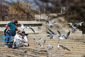 Migratory Gulls in Iran's Shiraz