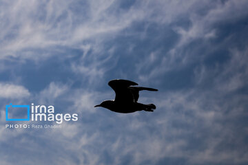 Migratory Gulls in Iran's Shiraz