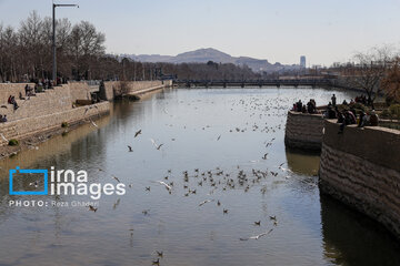 Migratory Gulls in Iran's Shiraz